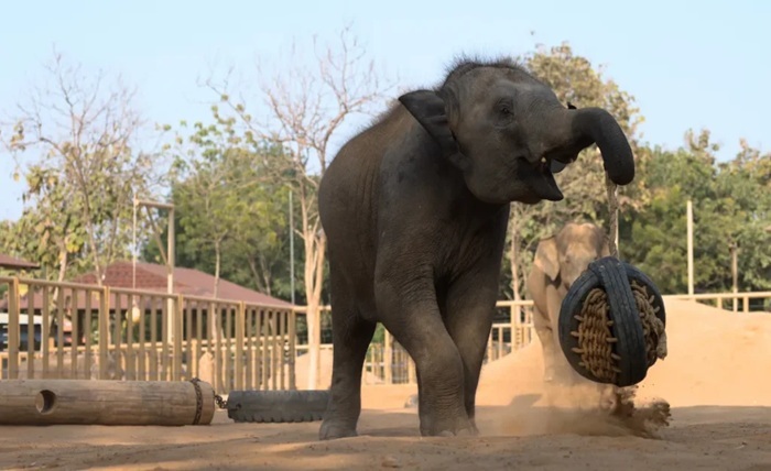 vantara jamnagar ticket price